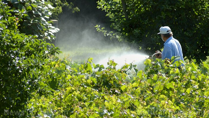 Sử dụng Alpha-Cypermethrin đúng cách