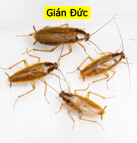Diệt gián tận gốc