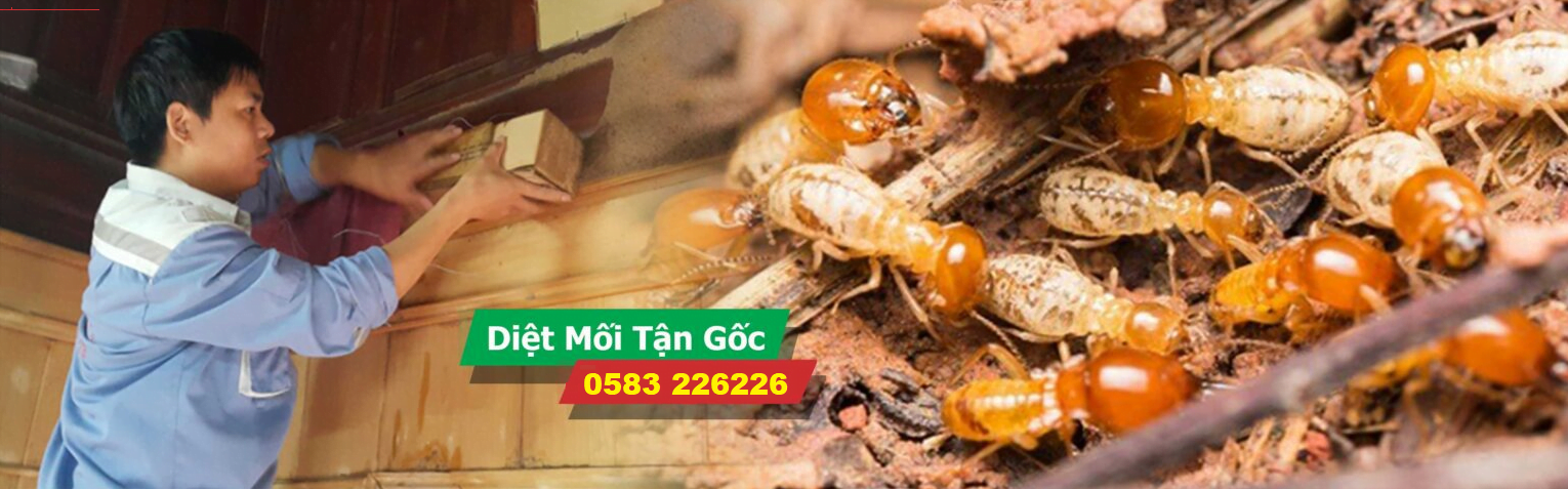 Diệt mối tận gốc tại Hưng Yên