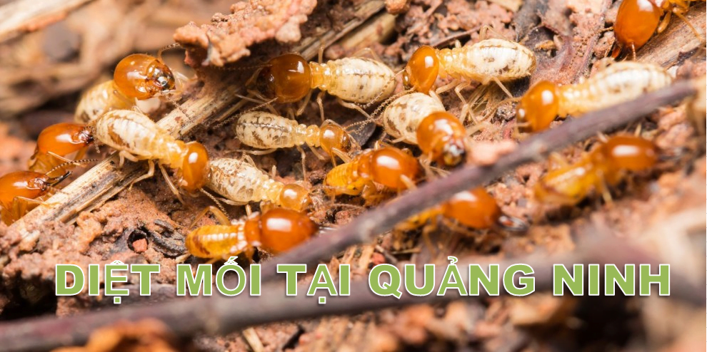 5 công ty diệt mối tại Quảng Ninh uy tín