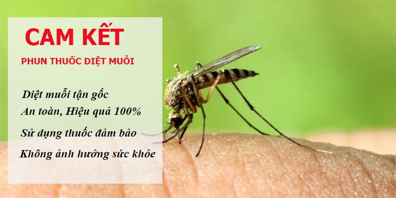 Chính sách bảo hành dịch vụ diệt muỗi tại quận 2