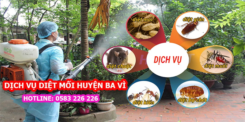 Diệt mối tại thị trấn Tây Đằng huyện Ba Vì