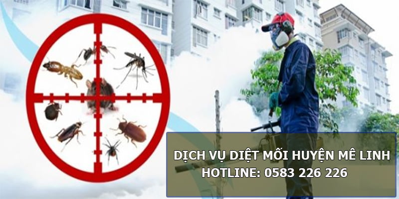 Dịch Vụ Diệt Mối Tại Mê Linh
