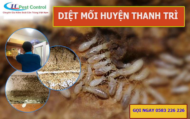 Diệt mối ở Huyện Thanh Trì