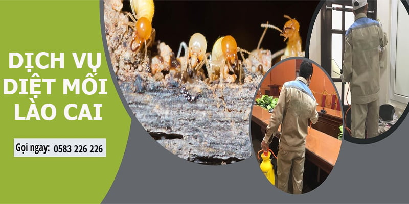 Công ty diệt mối uy tín tại Lào Cai