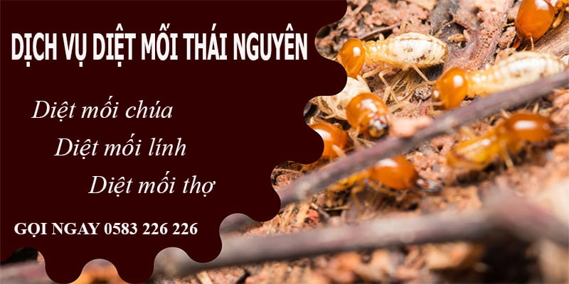 Quy Trình Diệt Mối Tại Huyện Phú Lương Của Thành Công