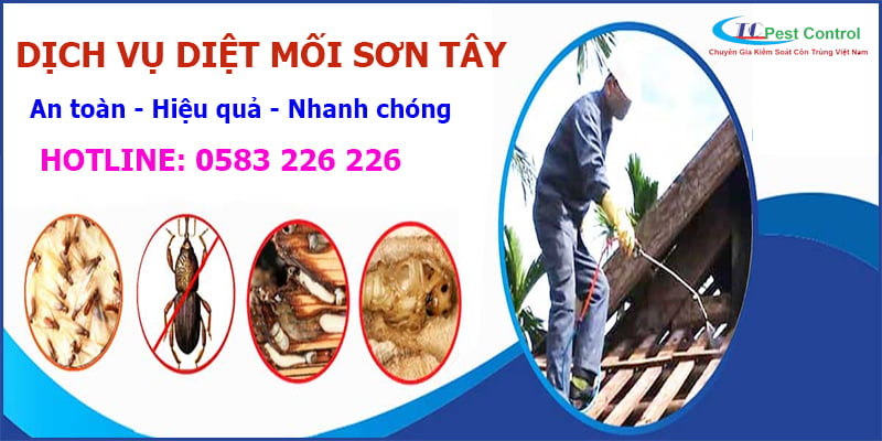 Dịch vụ diệt mối tại Sơn Tây