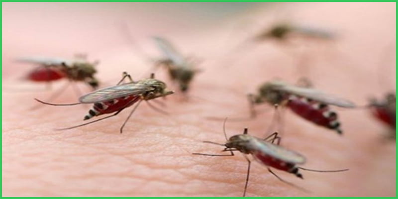 diệt muỗi tận gốc