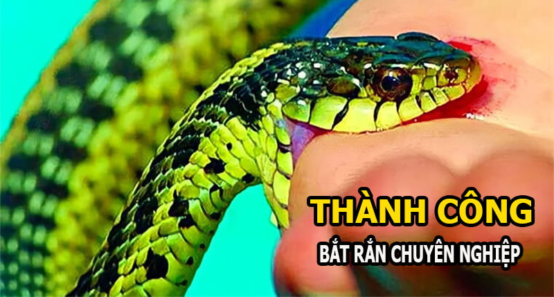 Dịch vụ bắt rắn phòng chống rắn tại nhà