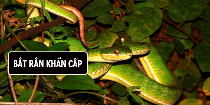 Dịch vụ bắt rắn tại Thái Bình