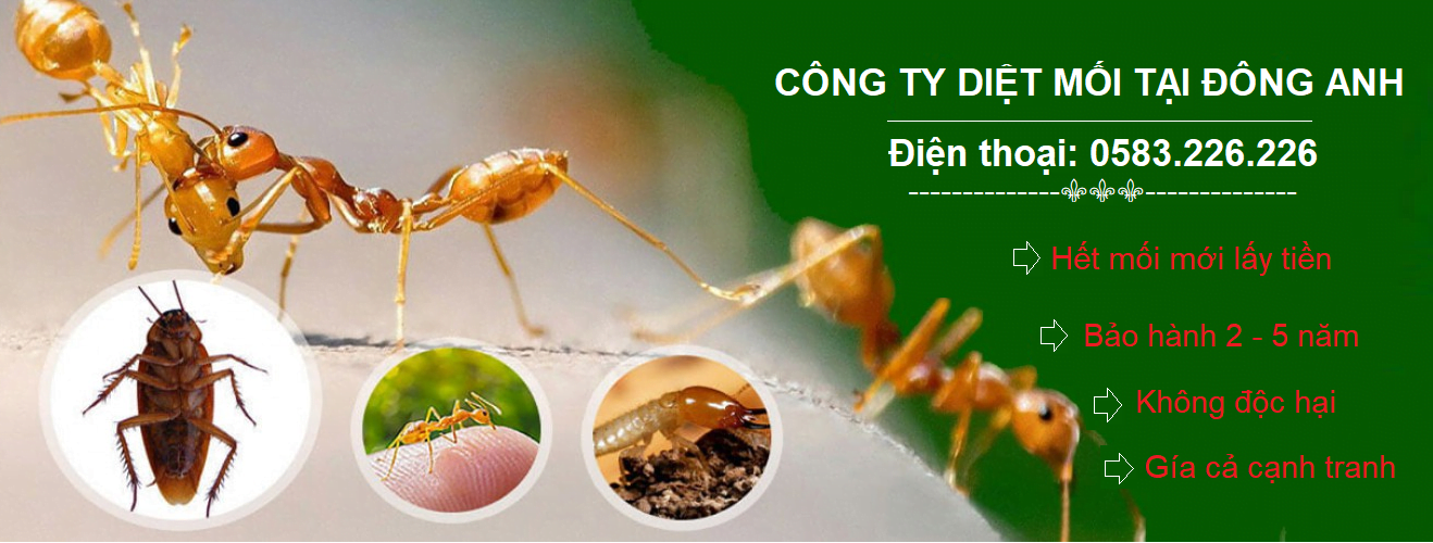 công ty diệt mối tại Huyện Đông Anh