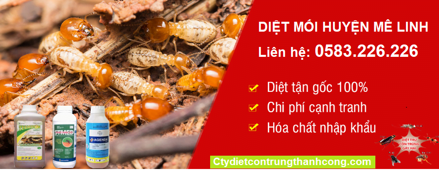 vì sao nên chọn dịch vụ diệt mối chuyên nghiệp tại Lào Cai