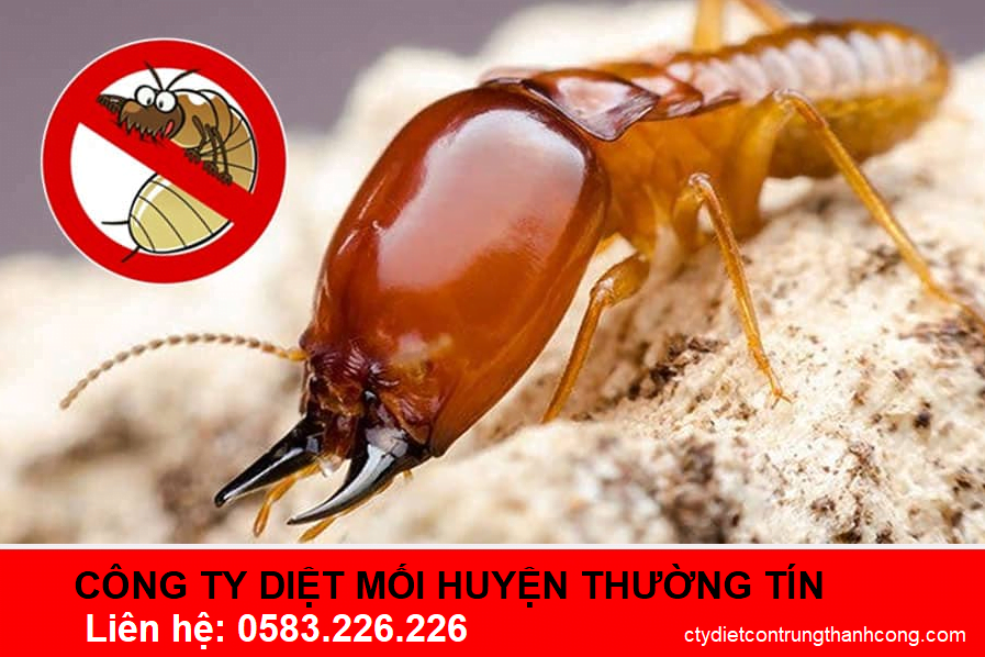công ty diệt mối huyện thường Tín