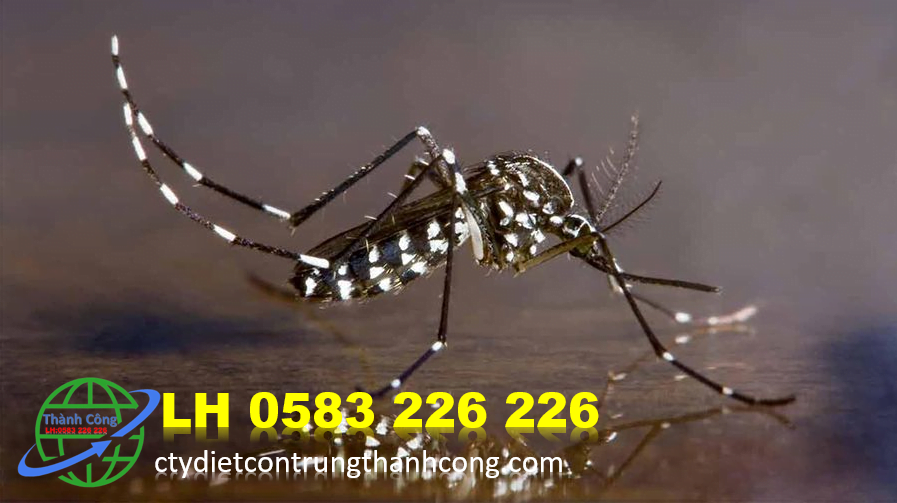Dịch vụ diệt muỗi 0583 226 226