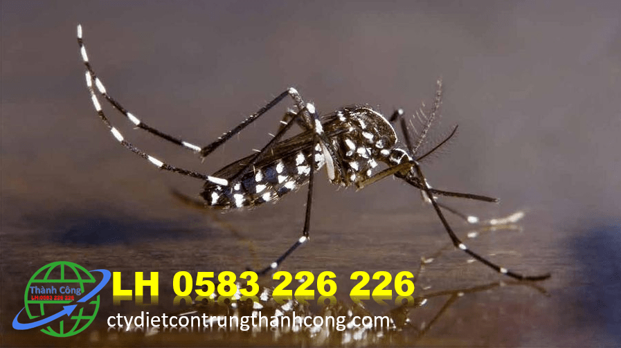 Dịch vụ phun muỗi tại nhà ở Nam Định