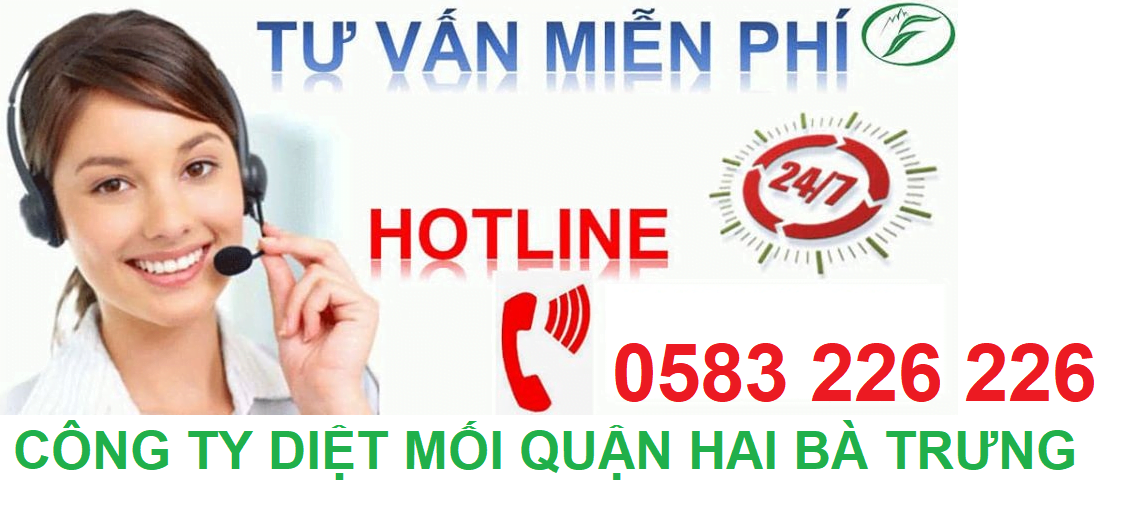 Dịch vụ diệt mối tại phường Hai Bà Trưng