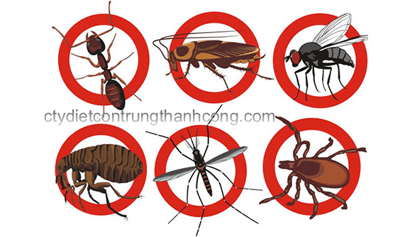 Điểm mạnh về dịch vụ phun thuốc diệt côn trùng tại Thành công