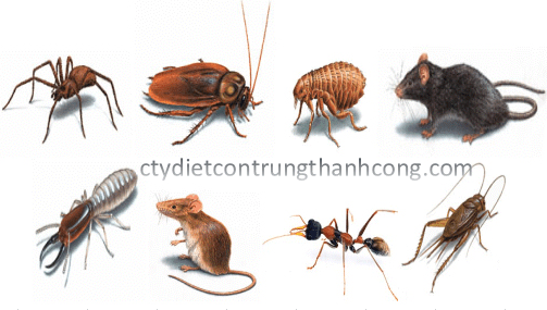 Dịch vụ diệt côn trùng tại quận Ba Đình