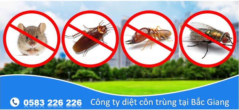 Dịch vụ diệt côn trùng tại Bắc Giang