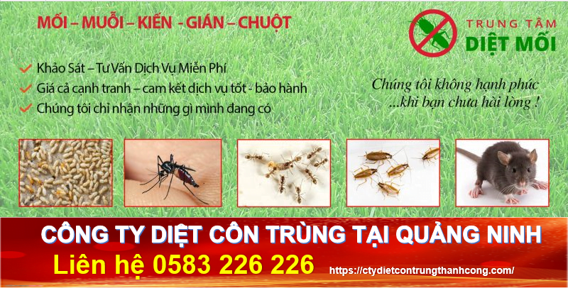 Dịch vụ diệt côn trùng tại Quảng Ninh