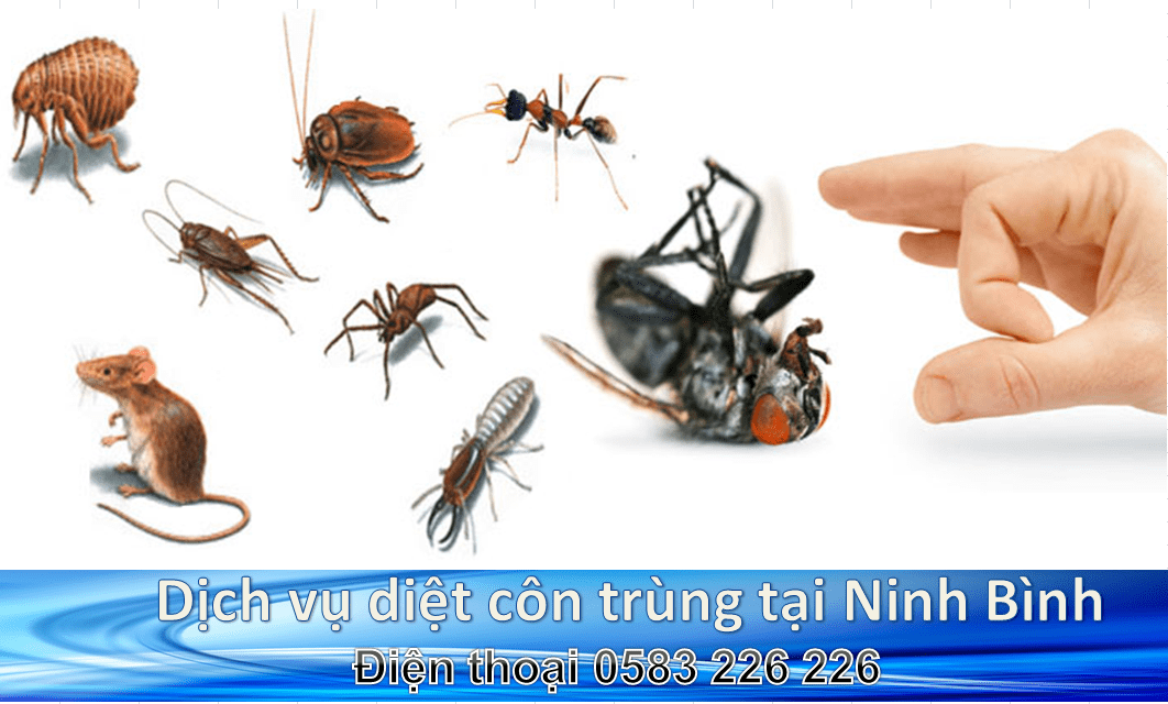 Dịch vụ diệt côn trùng Tại Ninh Bình
