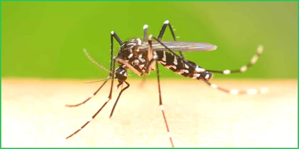 Dịch Vụ Phun Diệt Muỗi Tại Kim Thành