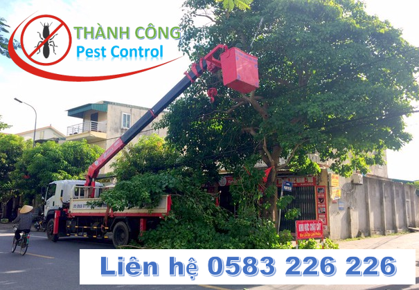Dịch vụ cắt tỉa cây xanh tại Hải Phòng