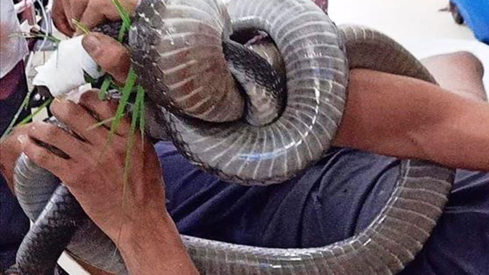 Dịch vụ bắt rắn tại Vĩnh Phúc