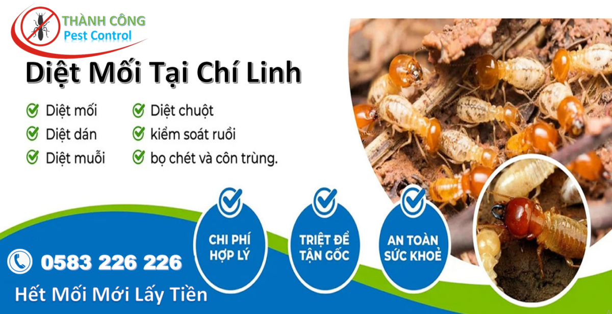Dịch vụ diệt mối tại Chí Linh