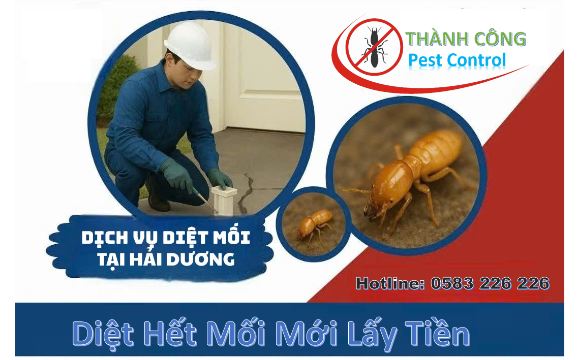 Dịch vụ diệt mối tại Hải Dương
