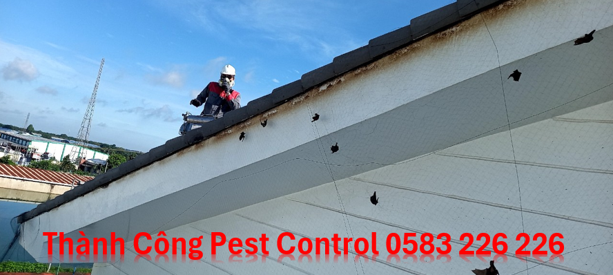 Dịch vụ bắt dơi tại Ninh Bình