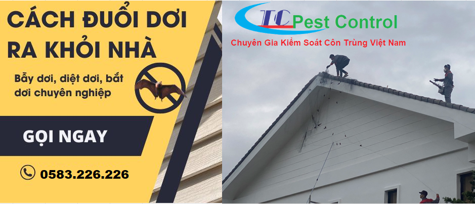 Cách đuổi dơi ra khỏi nhà hiệu quả