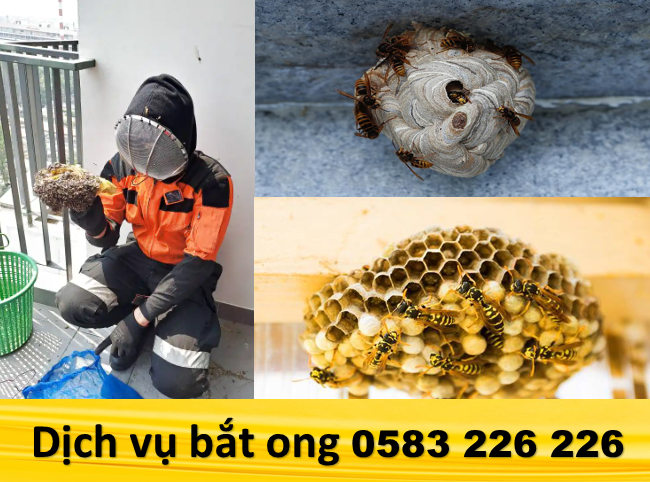 Dịch vụ bắt ong tại Phú Mỹ