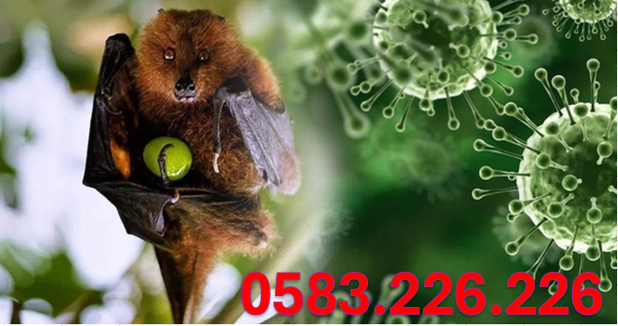 Dịch vụ bắt dơi giá rẻ tại Hà Nam