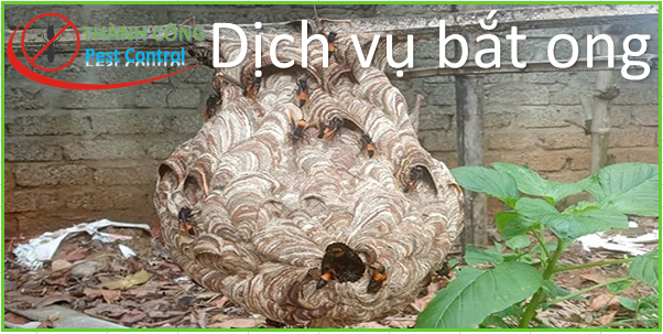 Dịch vụ bắt ong tại huyện Long Điền