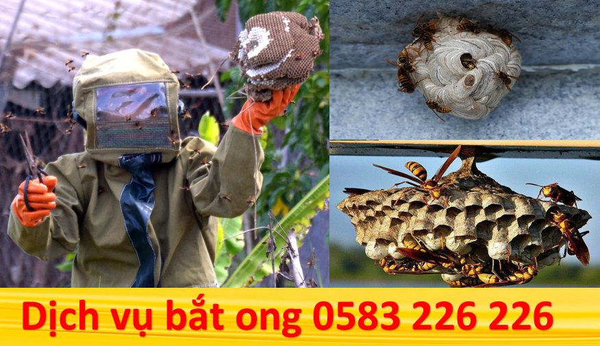 Dịch vụ bắt ong tại huyện Tân Thành