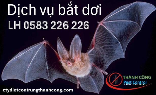 Dịch vụ bắt dơi tại Nam Định