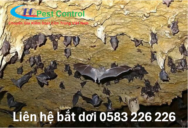 Liên hệ dịch vụ bắt dơi uy tín
