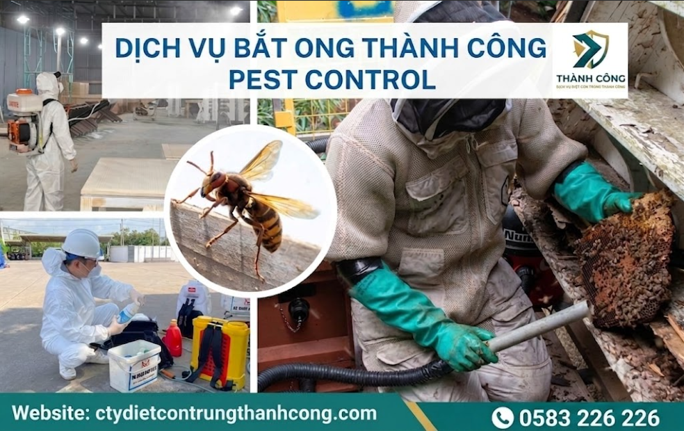 Dịch vụ bắt ong chuyên nghiệp tại Hà Tĩnh