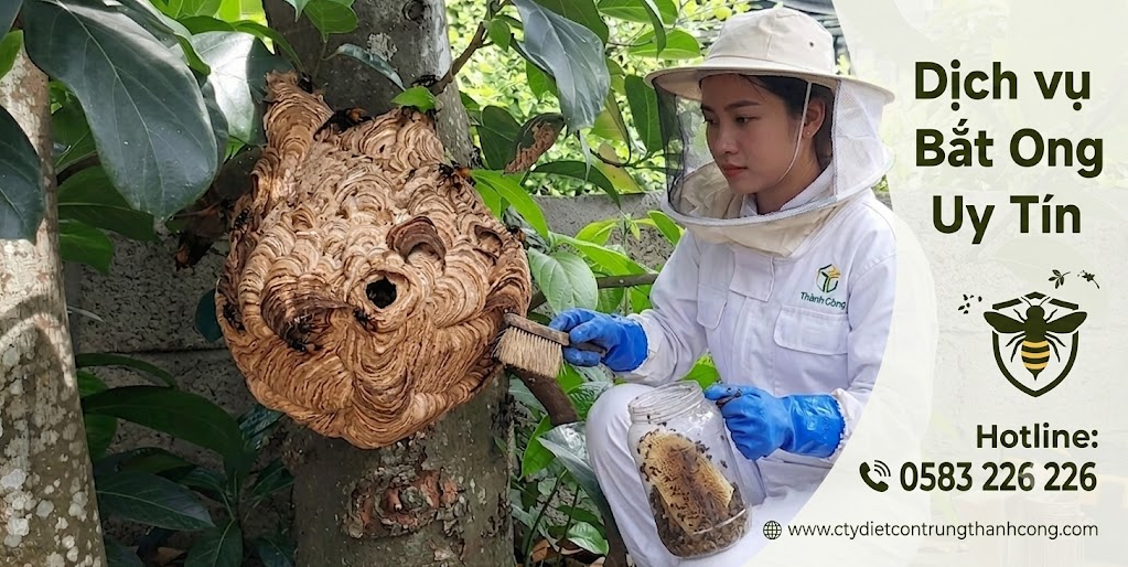 Dịch vụ bắt ong chuyên nghiệp tại quận Tân Phú